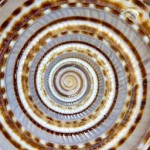 Sundial shell (architectonica perspectiva).